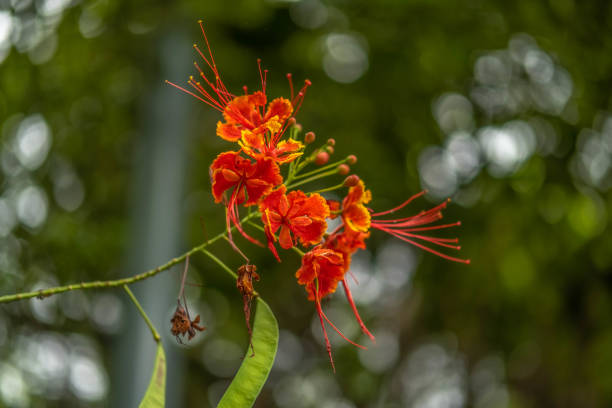 istock Caesalpinia behind a fence 1342440301