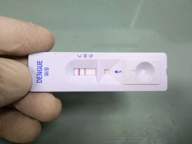 Rapid test kit for Dengue antibody IgG, IgM showing result  IgM positive. Rapid test kit for Dengue antibody IgG, IgM showing result IgM positive at medical laboratory. antibody test stock pictures, royalty-free photos & images