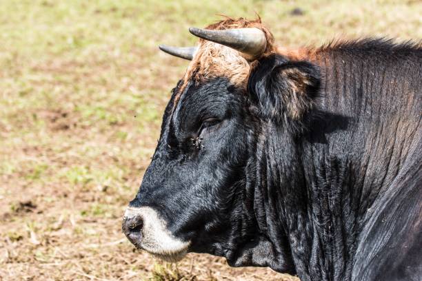 istock Portrait of a bull 1342441077