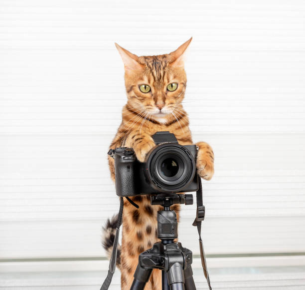 Cute Bengal cat takes a picture on the camera