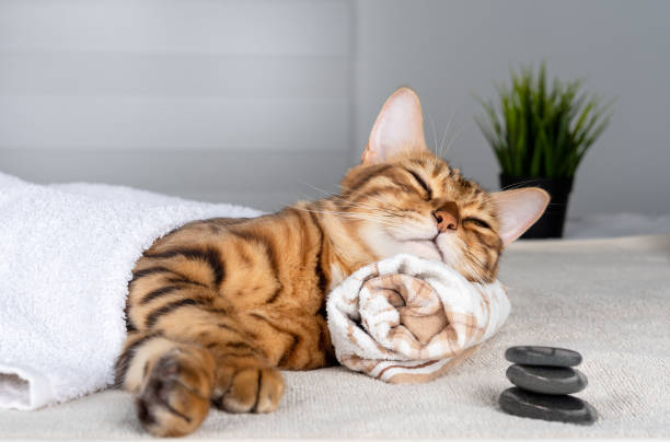 cute pet relaxing at the spa. bengal cat lies on a towel, eyes closed. - domestic cat towel pets animal imagens e fotografias de stock