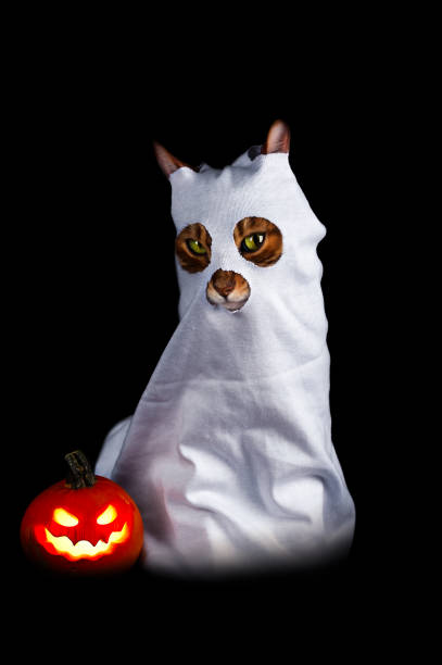 istock Cute ghost on black background - cat in ghost costume, vertical shot 1342441299