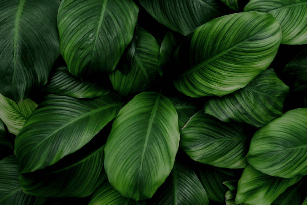 istock abstract green leaf texture, nature background, tropical leaf 1342441341