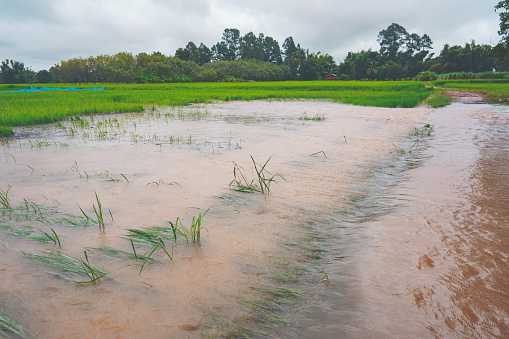 Heavy flood in rice field of rural or countryside