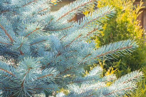 a blue spruce branches close-up