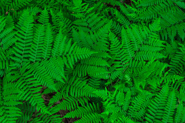 closeup view of a fern fresh plants leafs background, beautiful green stock photo