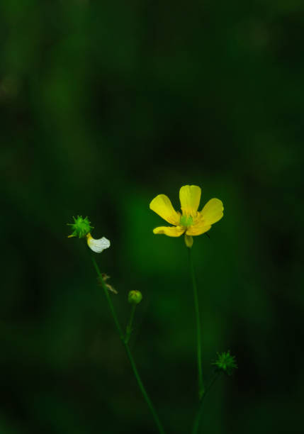 nice closeup view of a yellow flower on dark green background, summer season stock photo