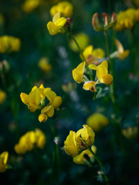 beautyful inviting closeup view of a group of yellow pretty  flowers on dark green background, summer season stock photo