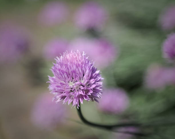 beautyful closeup view of a purple flower, great amazing summer beautiful time background stock photo