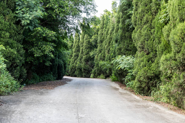 istock The Path in the park is planted with greenery 1342445946