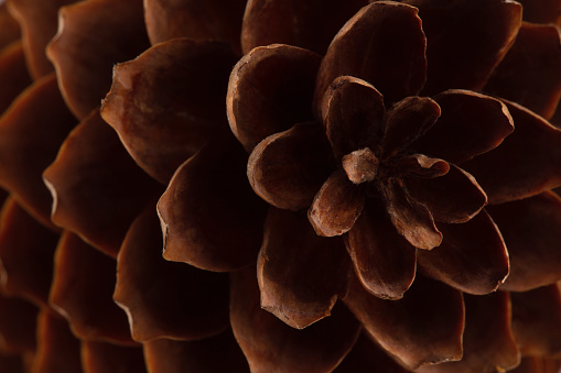 cono de abeto con escamas abiertas, fondo de textura natural photo