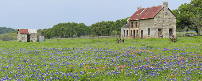 Marble Falls, Texas, USA - April 5, 2019: Daytime panoramic view of a field of Bluebonnets in Texas Hill Country and an abandoned old stone farmhouse.