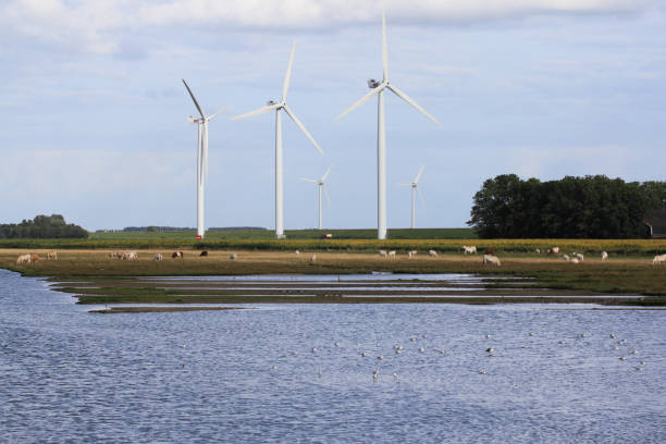istock Several windmills, water surface with birds and a herd of cattle in the foreground 1342448026