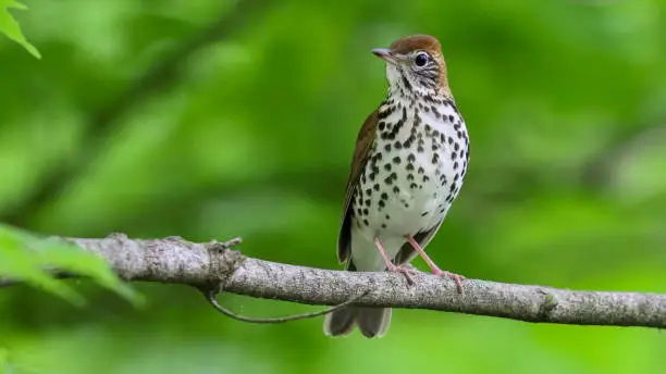 The wood thrush (Hylocichla mustelina) is a North American passerine bird. It is closely related to other thrushes such as the American robin and is widely distributed across North America, wintering in Central America and southern Mexico. The wood thrush is the official bird of the District of Columbia
