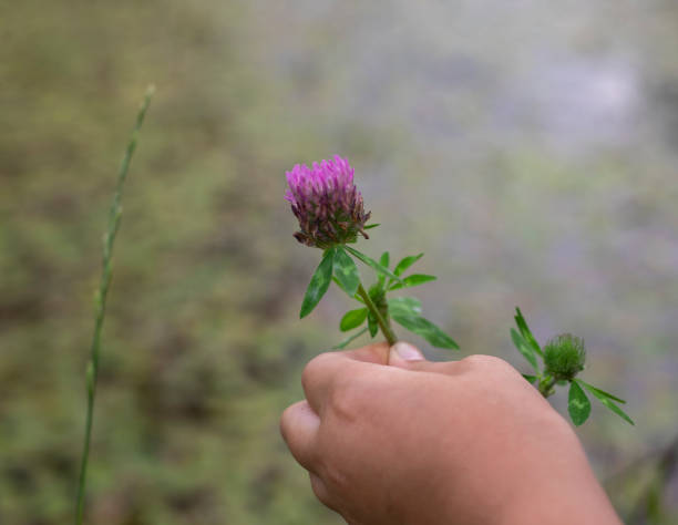 istock Hand holding violet clover flower over green blurred grass 1342449294
