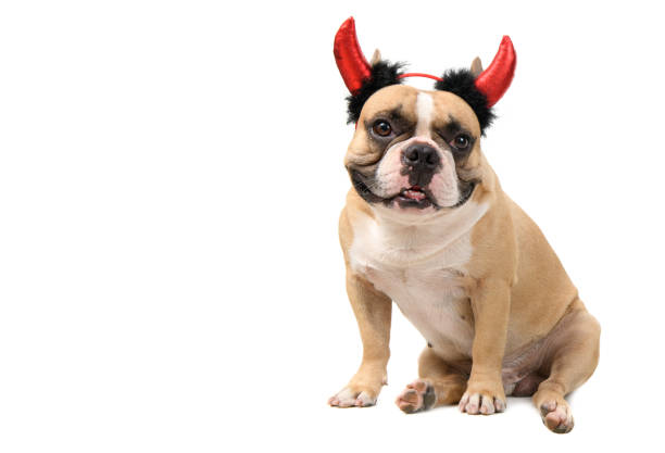 흰색 배경, 애완 동물과 할로윈에 고립 악마 머리띠를 입고 프랑스 불독 - devil dogs 뉴스 사진 이미지