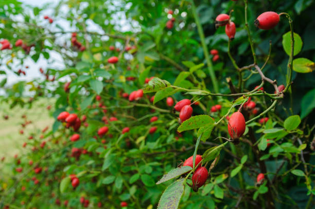 Rose hips Red rose hips with green leaves close-up rosa canina stock pictures, royalty-free photos & images