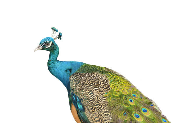 istock Colorful Blue Ribbon Peacock in full feather on white background. 1342451098