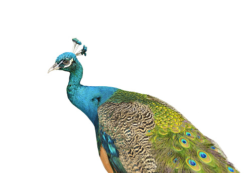 Close up of colorful Blue Ribbon Peacock in full feather on white background.