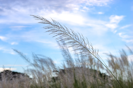 Wild stipa feather grass white flower close up under the clean blue sky