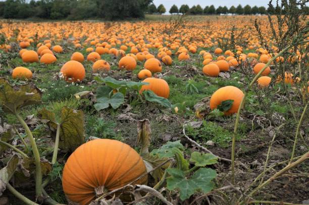 istock All Hallows evening October 31st 1342456386