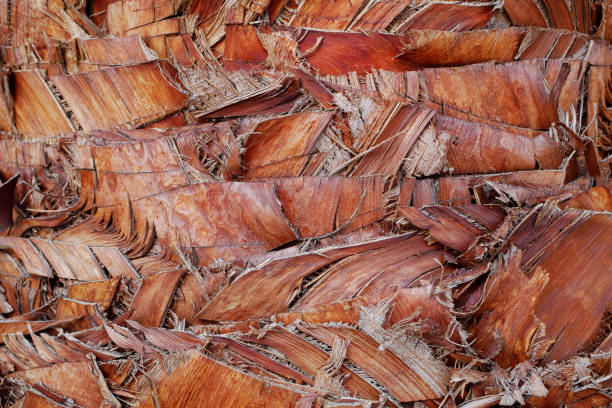 istock Macro of brown fan palm tree bark 1342457597