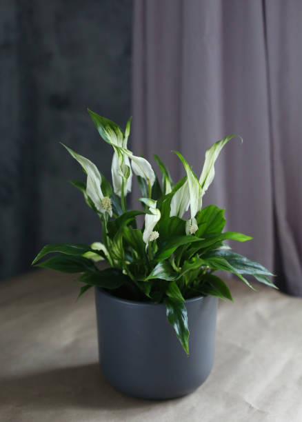istock spathiphyllum chopin 1342458144