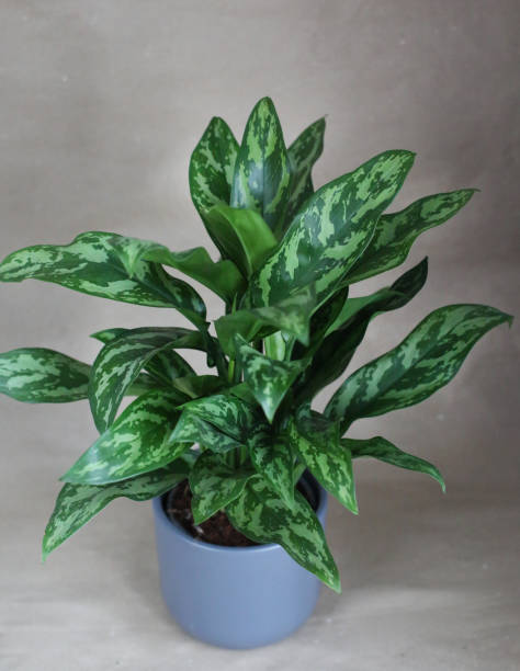 istock Aglaonema Mariya 1342458148