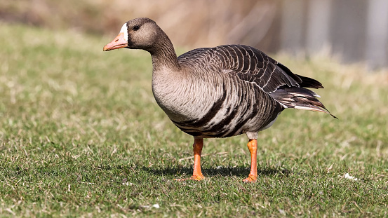 The greater white-fronted goose (Anser albifrons) is a species of goose related to the smaller lesser white-fronted goose (A. erythropus)