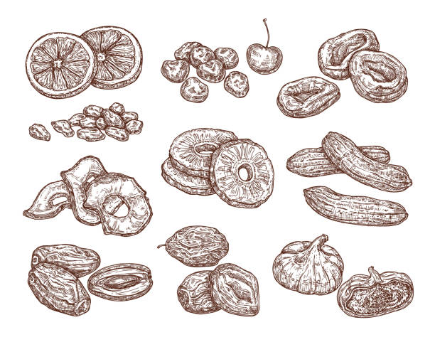 illustrations, cliparts, dessins animés et icônes de esquisse d’un ensemble de fruits secs. dessin vectoriel à la main de dattes, raisins secs, figues, pruneaux, abricots secs, bananes et ananas. collation santé - abricot sec