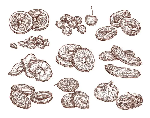 Vector illustration of Sketch set of dried fruits. Vector hand drawing of date, raisins, figs, prunes, dried apricots, banana and pineapple. Healthy snack