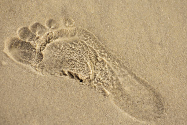 istock Human footprint on wet sand. Sand texture and background. 1342461736