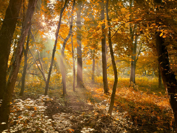 istock Fairytale colors in the woods. Atmospheric autumn forest. 1342462162