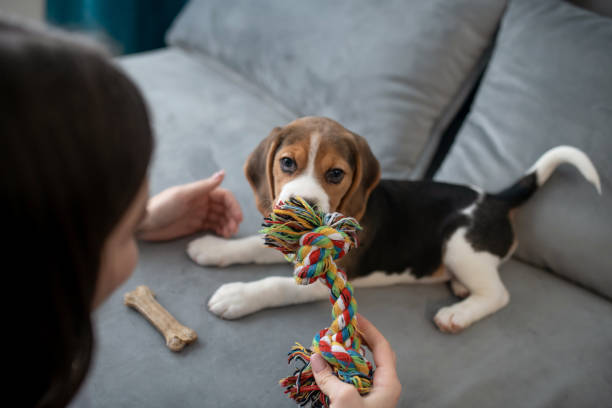 istock Cute little beagle puppy with a toy bone 1342462244