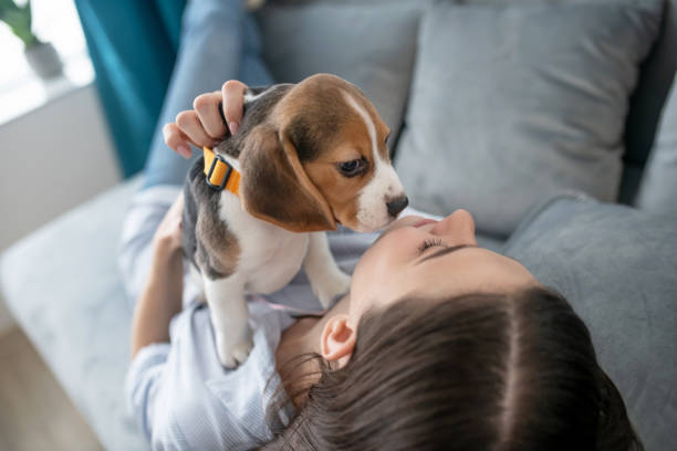 istock Cute little puppy looking serious while his owner playing with hime 1342462264
