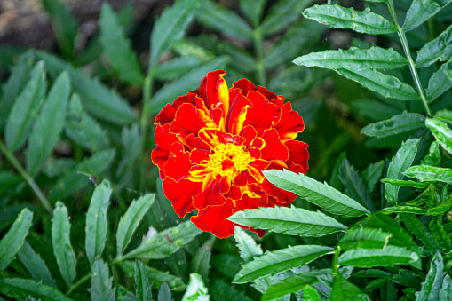 Marigold flower in the middle of green leaves in the garden