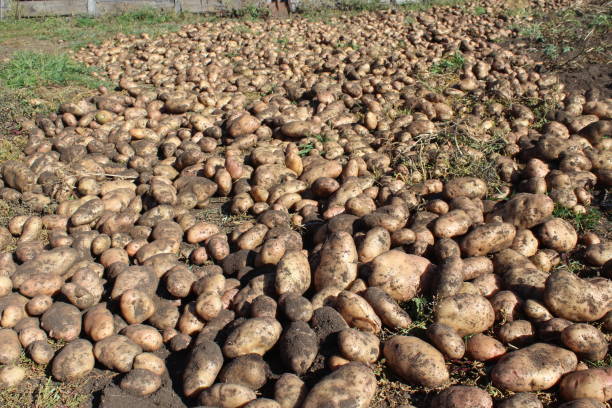 istock Harvested potatoes on agricultural field 1342462621