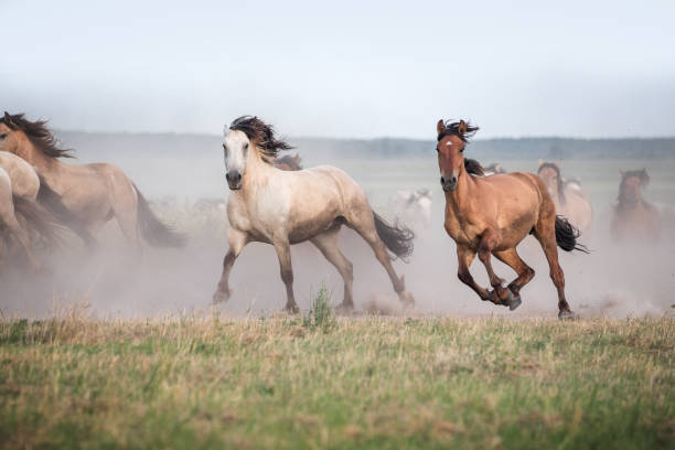 istock Herd of horses. 1342463656
