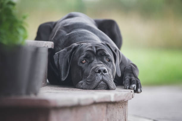 Cane corso dog lying outdoors Portrait of a young female cane corso dog. cane corso stock pictures, royalty-free photos & images
