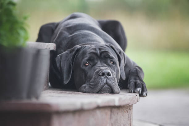 Cane corso dog lying outdoors Portrait of a young female cane corso dog. huge black dog stock pictures, royalty-free photos & images