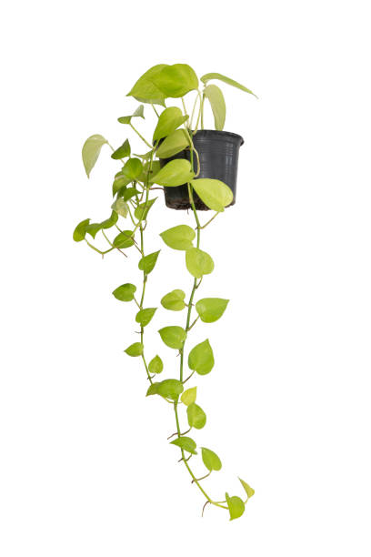 istock Golden pothos isolated on white background Save with clipping path. 1342464172