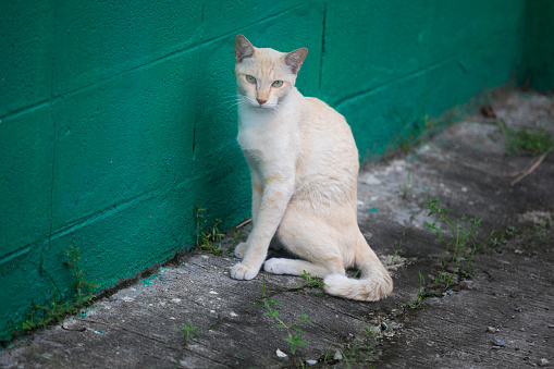 Stray cat in front of green wall