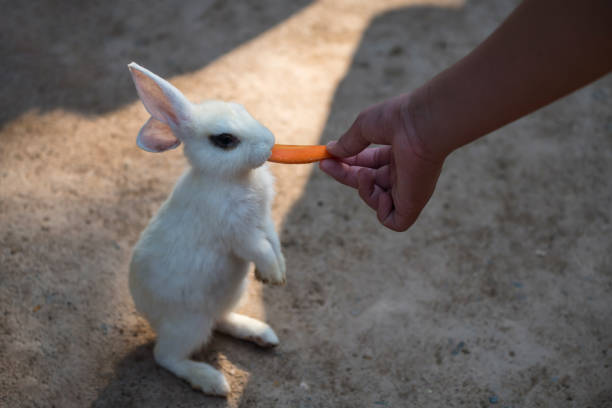 istock Feed carrot to cute white rabbit at sunset 1342465236