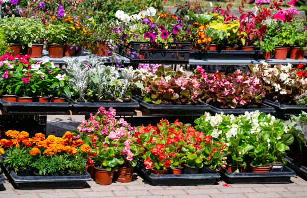 Seedlings of various garden flowers, marigolds, petunias, petunias, geraniums in boxes. Seedlings of various garden flowers, marigolds, petunias, petunias, geraniums in boxes begonia photos stock pictures, royalty-free photos & images