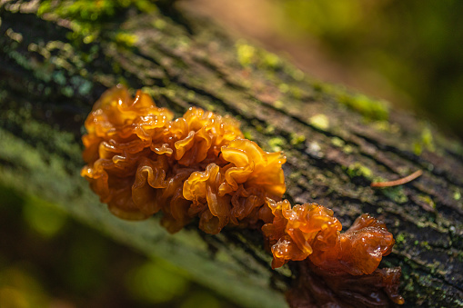 Tremella fuciformis creciendo en un árbol photo