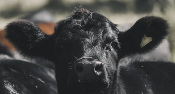 Face of black cow