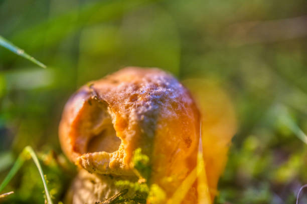 Mushrooms in the forest