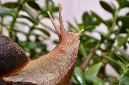 African giant snail Achatina in nature
