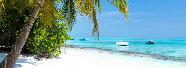 istock Coconut palm trees on seaside 1342470172
