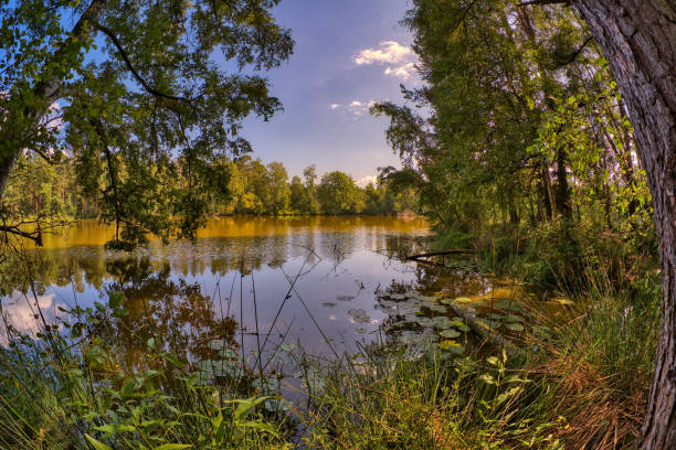 istock Forest lake in the Thuringian Forest 1342472231